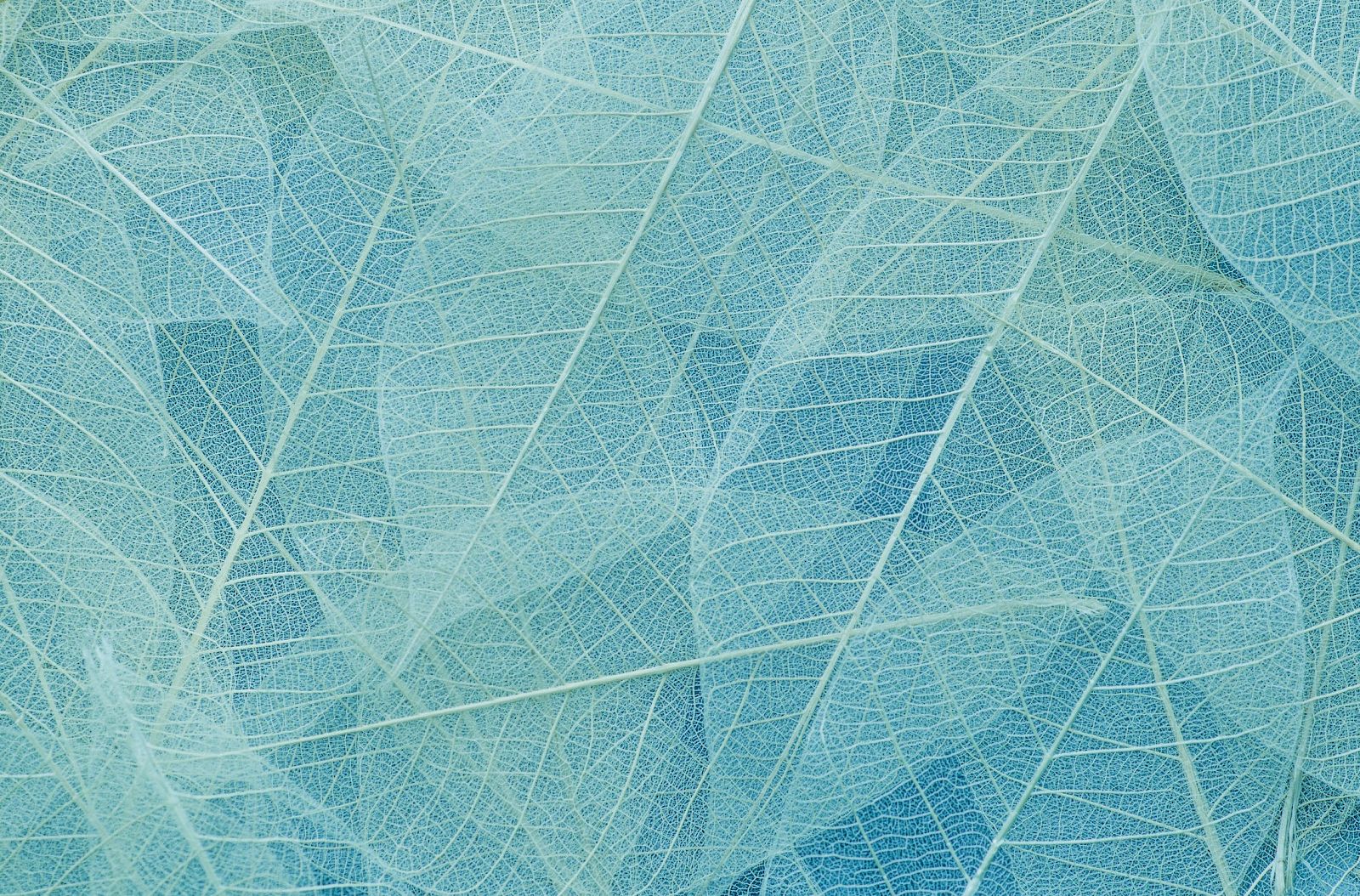 The image shows a pattern of translucent, overlapping leaf skeletons in shades of light blue, creating a delicate and intricate design.